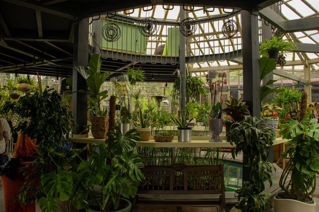 Indoor Plants and Vastu: Where Should You Place Them?