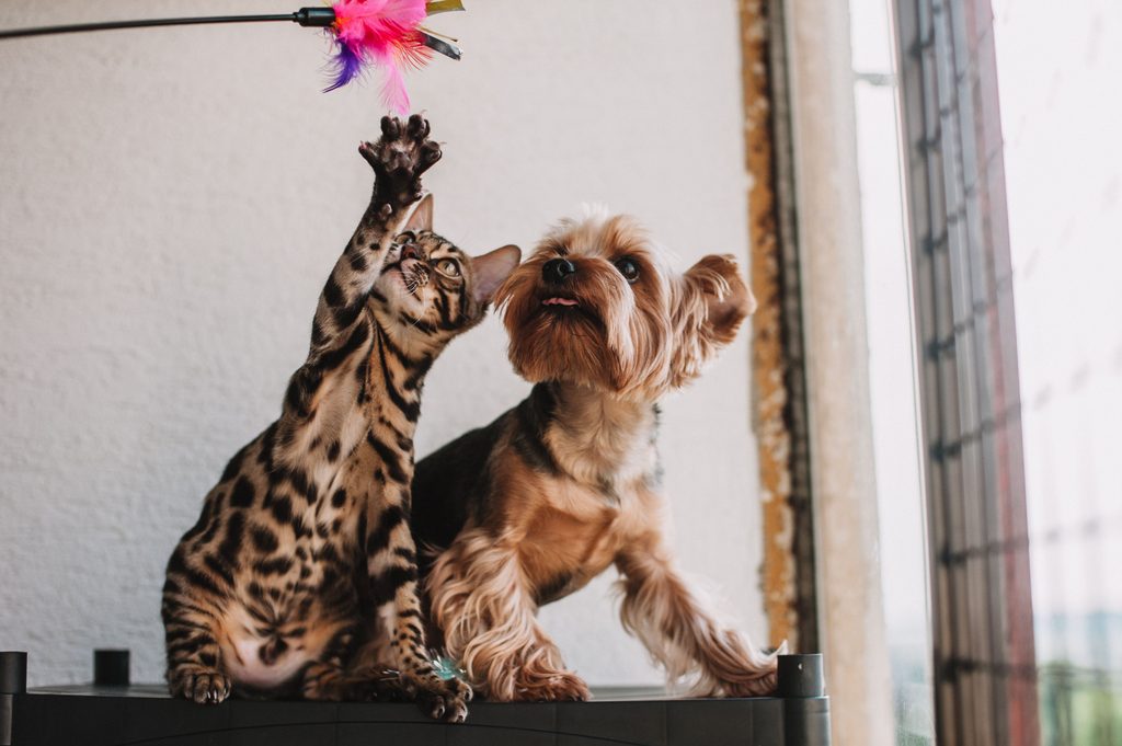Vastu for Pets at Home: Where Should Your Pet Sleep and Eat?